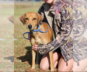 Labrador Retriever-Unknown Mix Dogs for adoption in Cranston, RI, USA