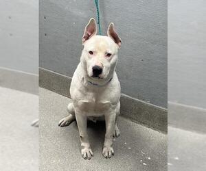 Dogo Argentino-Unknown Mix Dogs for adoption in Las Vegas, NV, USA