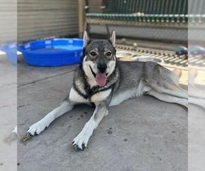 Siberian Husky-Unknown Mix Dogs for adoption in Modesto, CA, USA