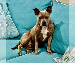 American Bulldog-Unknown Mix Dogs for adoption in New Oxford , PA, USA