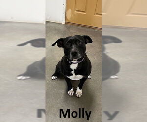 American Staffordshire Terrier-Staffordshire Bull Terrier Mix Dogs for adoption in Mountain View, AR, USA