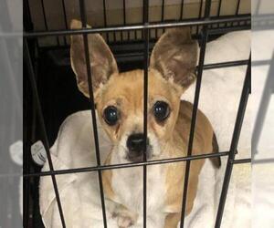 Chihuahua Dogs for adoption in Austin, TX, USA