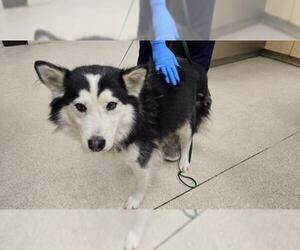 Siberian Husky Dogs for adoption in Riverside, CA, USA