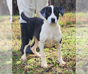 Labrenees Dogs for adoption in Wetumpka, AL, USA