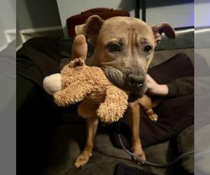 American Pit Bull Terrier Dogs for adoption in Charlotte, NC, USA