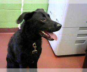 Borador Dogs for adoption in Murfreesboro, TN, USA