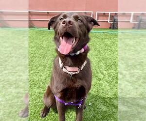 Labrador Retriever-Unknown Mix Dogs for adoption in San Francisco, CA, USA