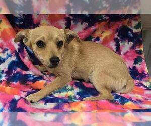 Chihuahua Dogs for adoption in HESPERIA, CA, USA