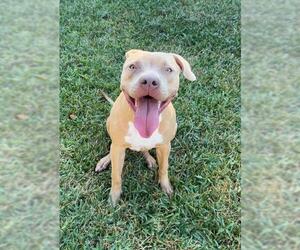 Mutt Dogs for adoption in Conroe, TX, USA