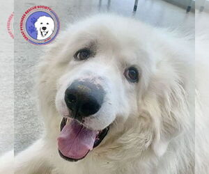 Great Pyrenees Dogs for adoption in Spring, TX, USA