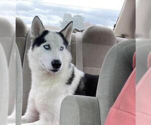 Siberian Husky Dogs for adoption in Tuscaloosa, AL, USA