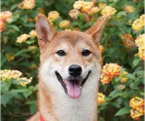 Shiba Inu Dogs for adoption in San Ramon, CA, USA