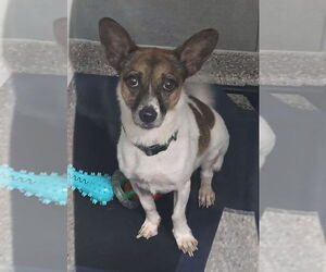 Chiweenie Dogs for adoption in Greenbelt, MD, USA