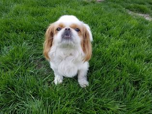 Pekingese-Unknown Mix Dogs for adoption in Inver Grove, MN, USA