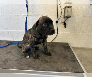 American Pit Bull Terrier-Beagle Mix Dogs for adoption in Corona, CA, USA