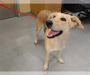 Shepradors Dogs for adoption in Orange, CA, USA