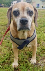 Medium Photo #1 Puggle Puppy For Sale in Fort Pierce, FL, USA