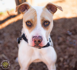 American Pit Bull Terrier Dogs for adoption in Brownsboro, AL, USA
