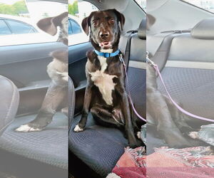 Labrador Retriever-Unknown Mix Dogs for adoption in Minneapolis, MN, USA