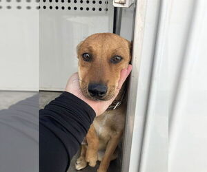 Mutt Dogs for adoption in Stockton, CA, USA