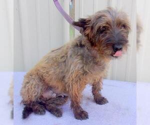 Cairn Terrier Dogs for adoption in Mountain View, MO, USA