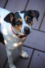 Small Jack Russell Terrier-Toy Fox Terrier Mix