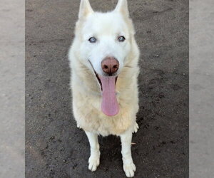 Siberian Husky Dogs for adoption in Riverside, CA, USA
