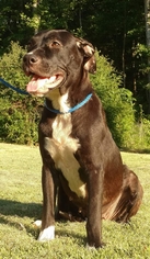 Bulldog-Labrador Retriever Mix Dogs for adoption in Tower City, PA, USA