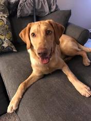 Golden Labrador Dogs for adoption in Lockport, IL, USA