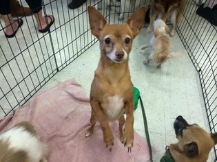 Chihuahua Dogs for adoption in Lithia, FL, USA
