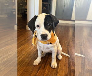 Basset Hound-Unknown Mix Dogs for adoption in Wakefield, RI, USA