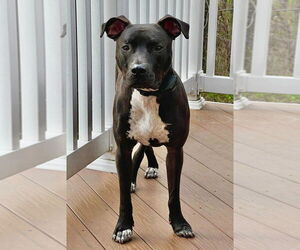 American Pit Bull Terrier-Unknown Mix Dogs for adoption in Spotsylvania, VA, USA