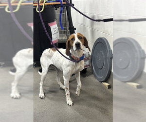 Labbe Dogs for adoption in Forestville, MD, USA