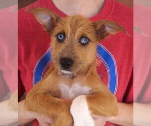 Mutt Dogs for adoption in Carrollton, TX, USA