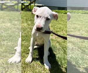 Catahoula Leopard Dog-Unknown Mix Dogs for adoption in Sterling, MA, USA