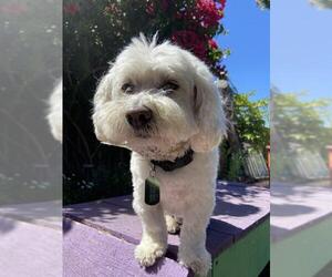 Havanese Dogs for adoption in San Jose, CA, USA