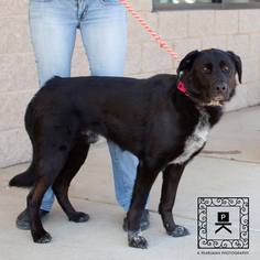 Labrador Retriever Dogs for adoption in Fredericksburg, VA, USA