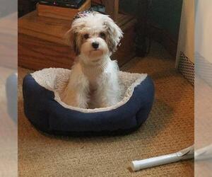 Cavachon Dogs for adoption in St. Louis Park, MN, USA