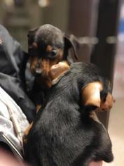 Miniature Pinscher Dogs for adoption in Fresno, CA, USA