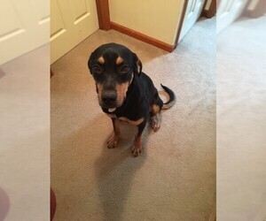 Black and Tan Coonhound Dogs for adoption in Decatur, GA, USA