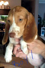 Medium Photo #1 Bagle Hound Puppy For Sale in Pennsville, NJ, USA