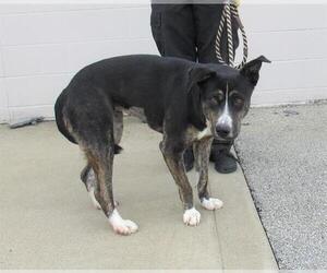 German Shepherd Dog-Siberian Husky Mix Dogs for adoption in Louisville, KY, USA