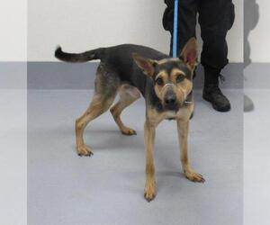 German Shepherd Dog-Unknown Mix Dogs for adoption in Louisville, KY, USA