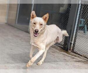 Ausky Dogs for adoption in Denver, CO, USA