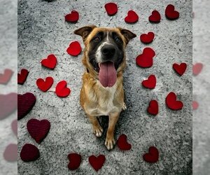 Saint Bernard Dogs for adoption in Brighton, CO, USA