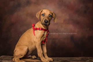 Medium Photo #1 Boxer-Unknown Mix Puppy For Sale in San Antonio, TX, USA