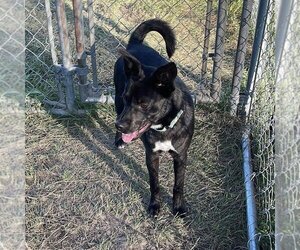 Chug Dogs for adoption in Crystal, MN, USA