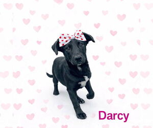 Borador Dogs for adoption in Mt. Laurel, NJ, USA