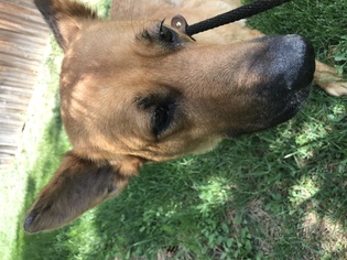 Golden Shepherd Dogs for adoption in Hudson, CO, USA