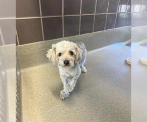 Lhasa Apso-Unknown Mix Dogs for adoption in San Martin, CA, USA